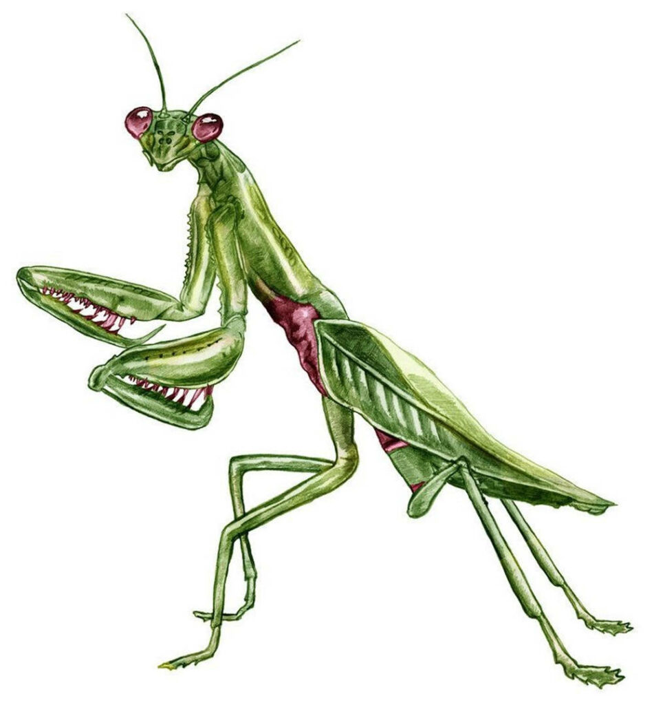 Vibrant Digital Praying Mantis Wallpaper with Intricate Details