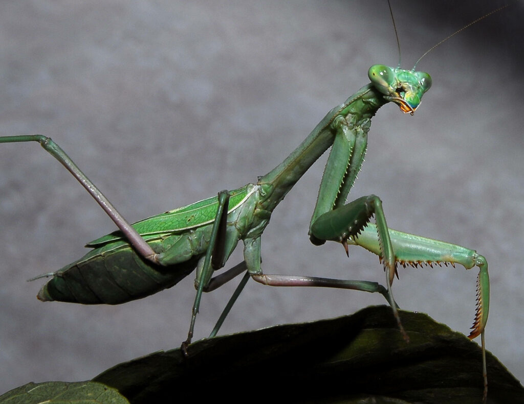 Vibrant Green Praying Mantis Wallpaper on Soft Grey Background