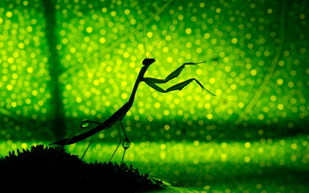 Praying Mantis Silhouette on Vibrant Green Bokeh Wallpaper