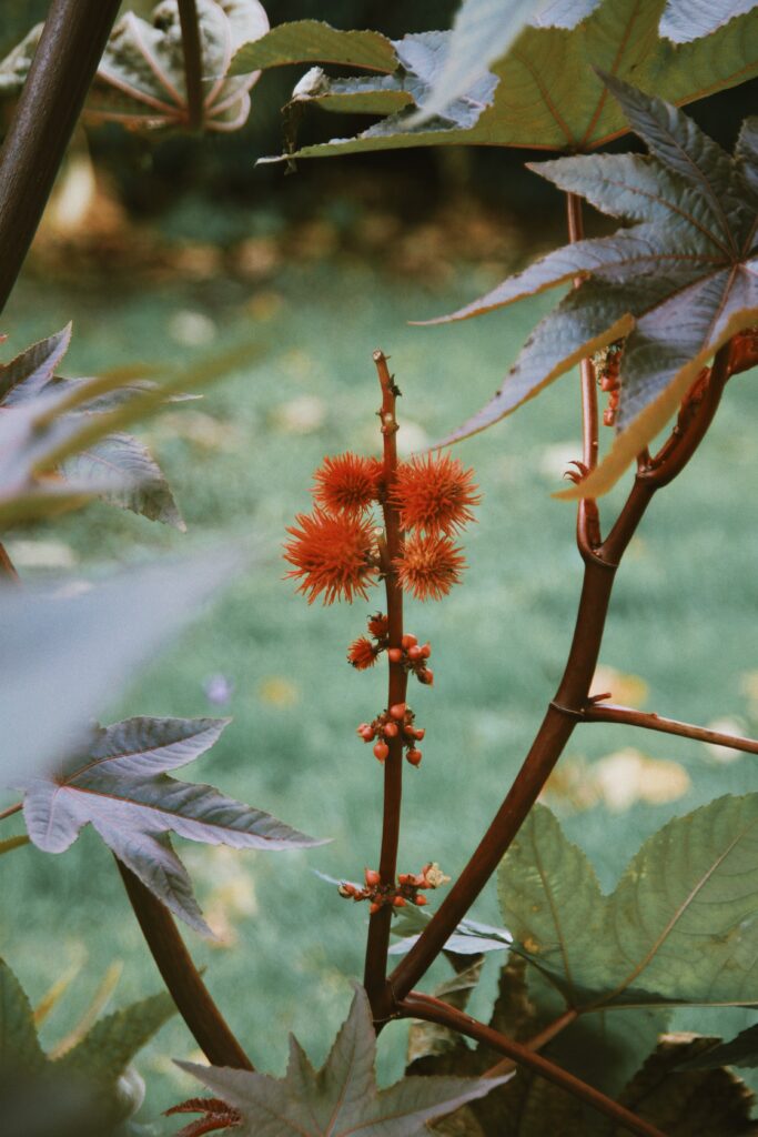 Prickly palm with vibrant red spiky fruits and broad green leaves in natural blurred background Wallpaper