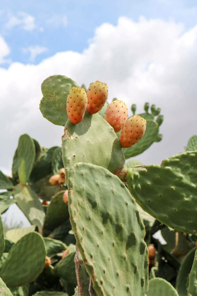Close-up of prickly pear barbary cactus with green pads and orange fruit under bright sky Wallpaper