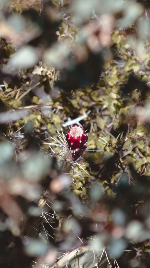 Vibrant Prickly Pear cactus with ripe red fruit sharp spines and muted green foliage background Wallpaper