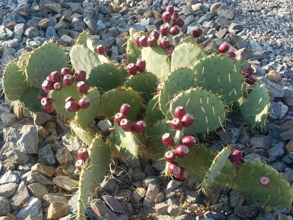 Vibrant prickly pear cactus with ripe red fruit on sunlit coastal stones wallpaper background