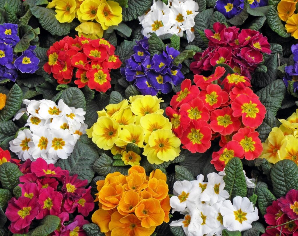 Vibrant Primrose Flower Wallpaper: Colorful Nature Background