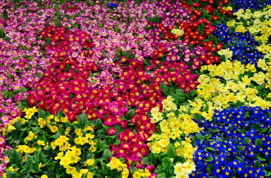 Vibrant Primrose Flowers Wallpaper - Colorful Floral Background