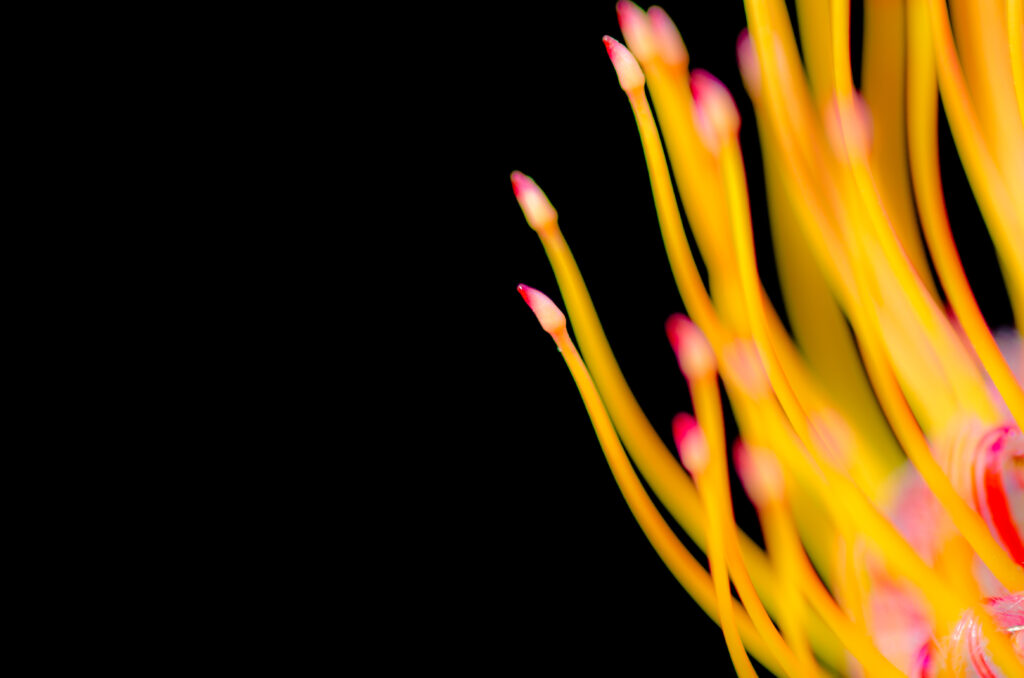 Vibrant Protea Flower Macro Wallpaper: Yellow & Pink Details