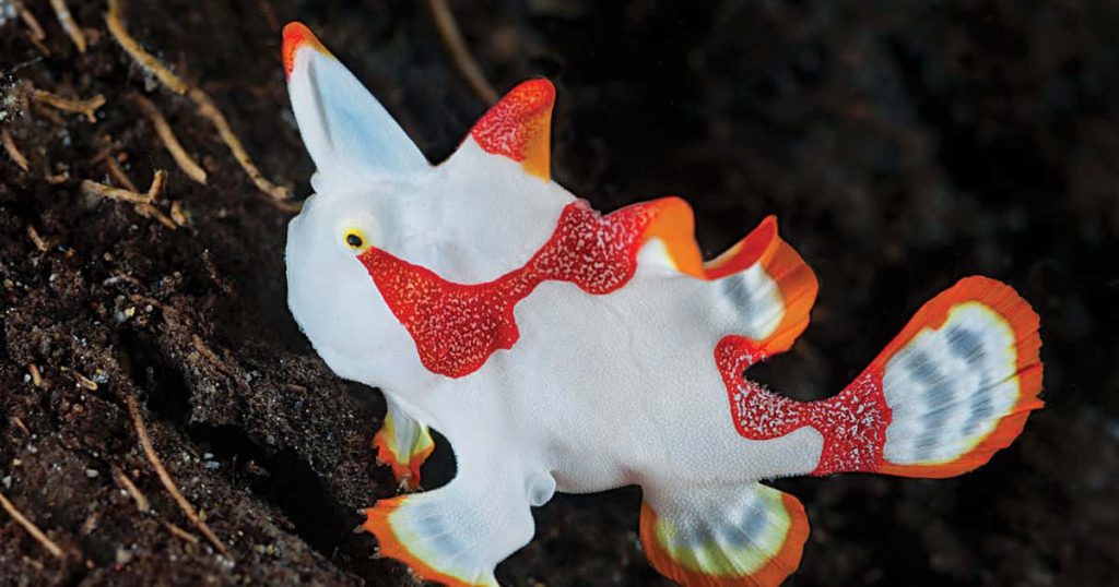 Macro shot of a colorful Psychedelic Frogfish on dark textured seafloor vibrant marine life Wallpaper