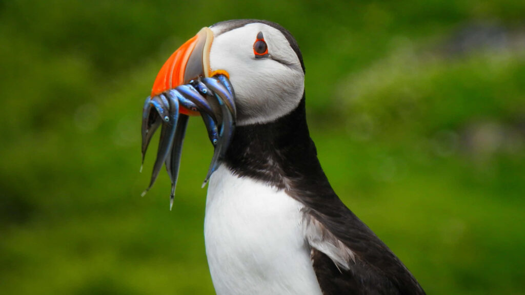 Puffin with Fish: Vibrant Wildlife Wallpaper on Green Background