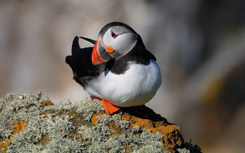 Vibrant Puffin Perched on Mossy Stone - Serene Nature Wallpaper