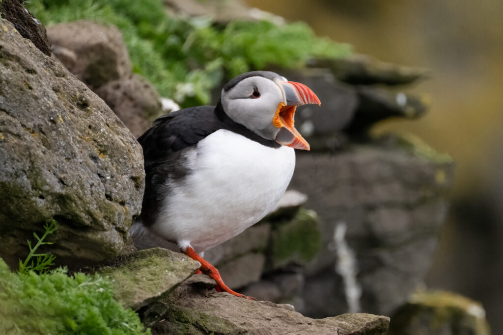 Vibrant Puffin Wallpaper: Wildlife Beauty Amidst Rugged Rocks
