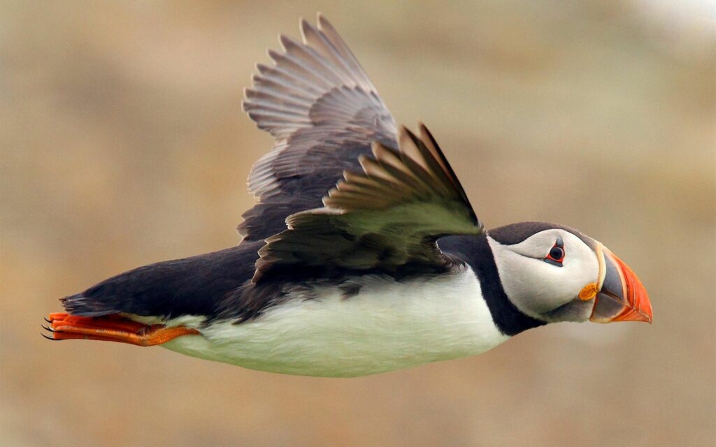 Vibrant Puffin in Flight: 1920x1200 Colorful Wallpaper Background