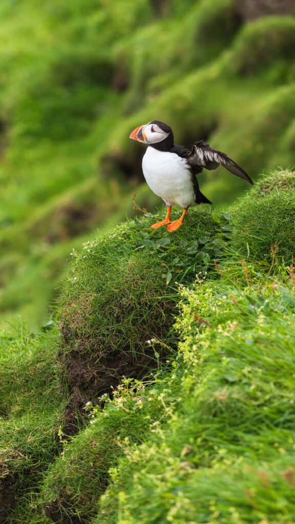 Puffin Preparing for Flight on Lush Green Cliff - Nature Background Wallpaper