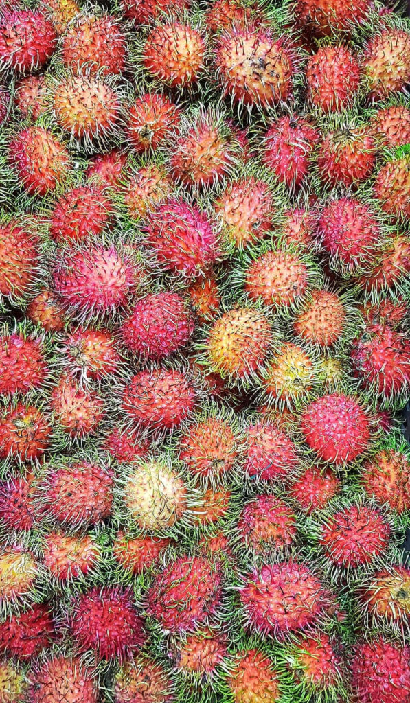 Vibrant Pulasan Fruit Wallpaper: Spiky Red & Green Tropical Appeal