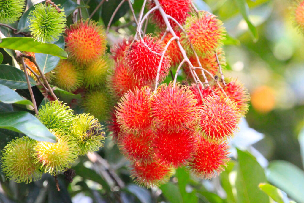 Vibrant Pulasan Fruit Wallpaper: Ripe Red & Green on Lush Tree