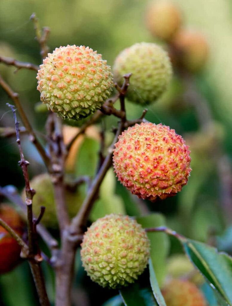 Vibrant Pulasan Fruits Wallpaper: Textured Green & Red Tranquility