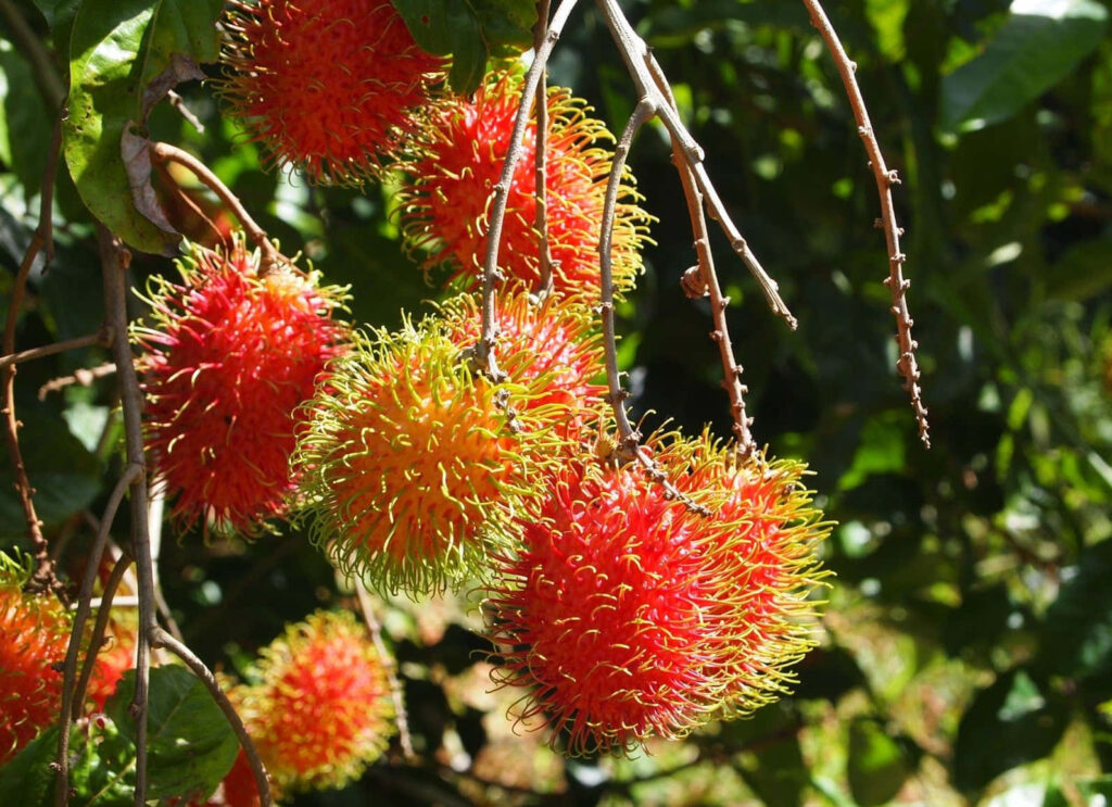 Vibrant Pulasan Tree Close-Up: Ripe Red Fruits & Green Wallpaper