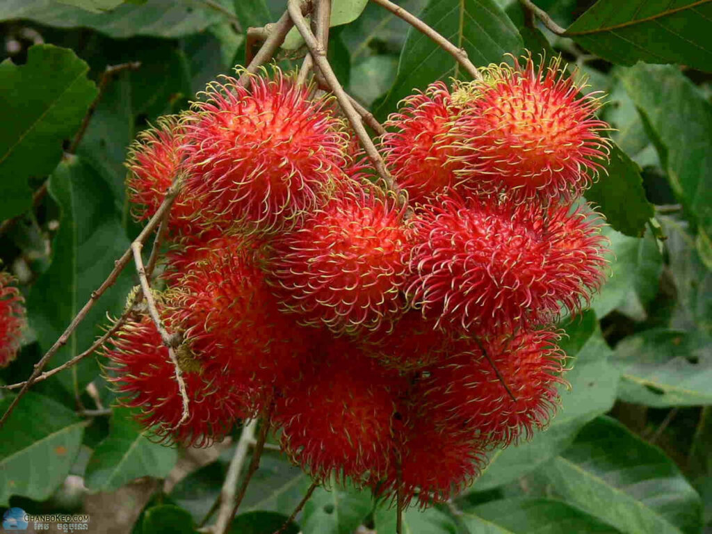 Vibrant Pulasan Fruit Wallpaper: Lush Green Background