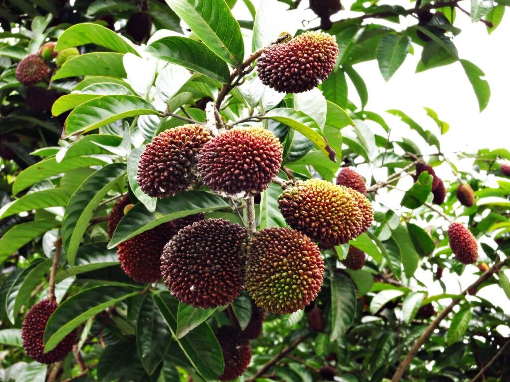Tropical Pulasan Tree Wallpaper: Lush Greenery & Ripe Fruit Clusters