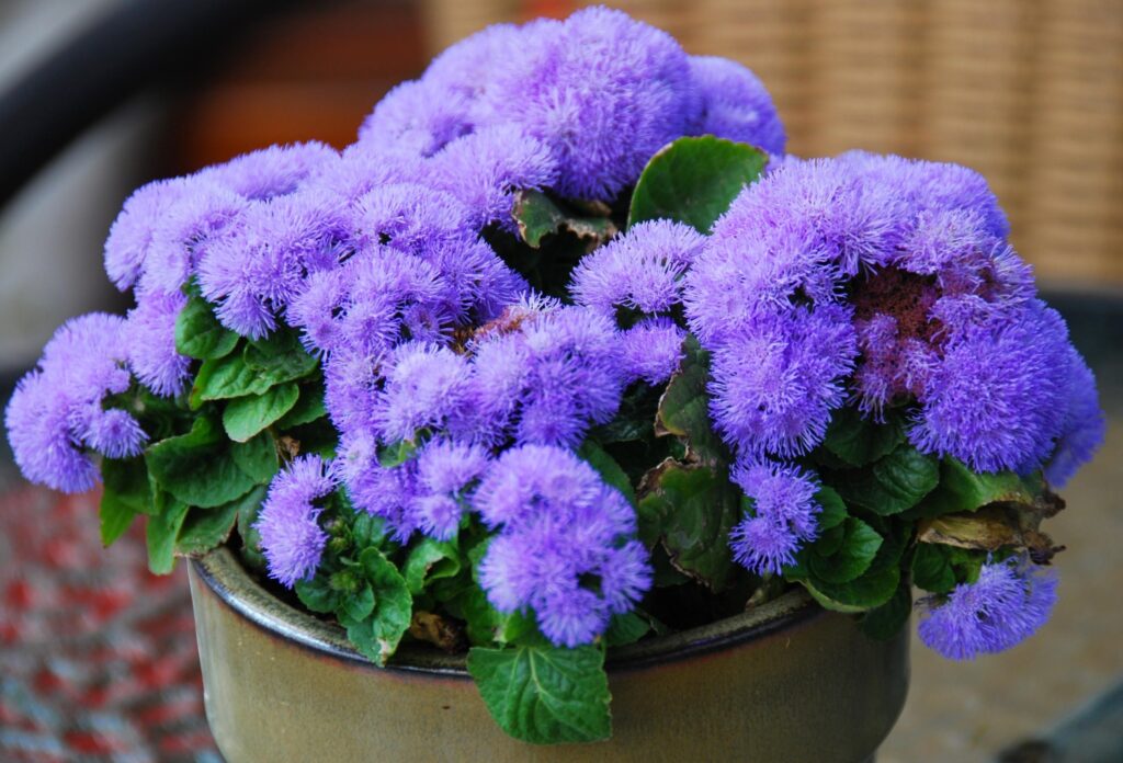 Vibrant Purple Ageratum Flowers in Rustic Pot - Lush Green Background Wallpaper