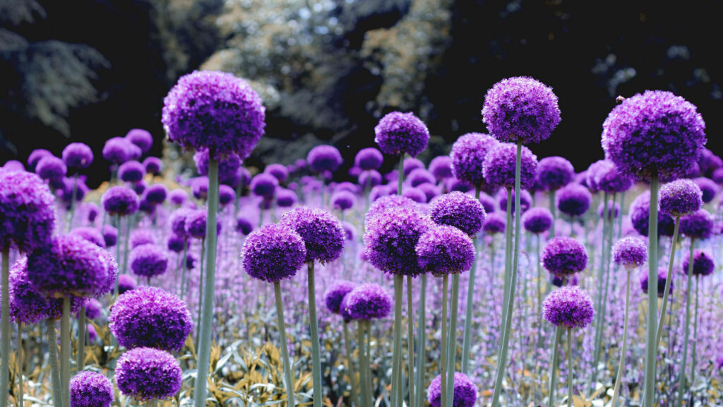 Vibrant Purple Allium Flowers: Tranquil Blooming Background Wallpaper
