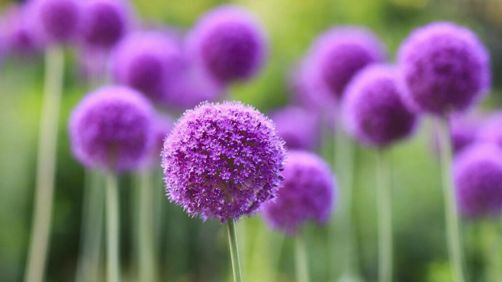 Vibrant Purple Allium Flowers Wallpaper with Soft Green Background