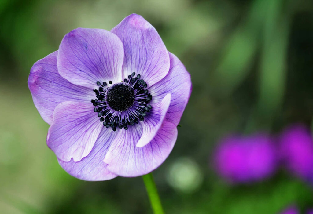 Vibrant Purple Anemone Flower Close-Up Wallpaper with Soft Background