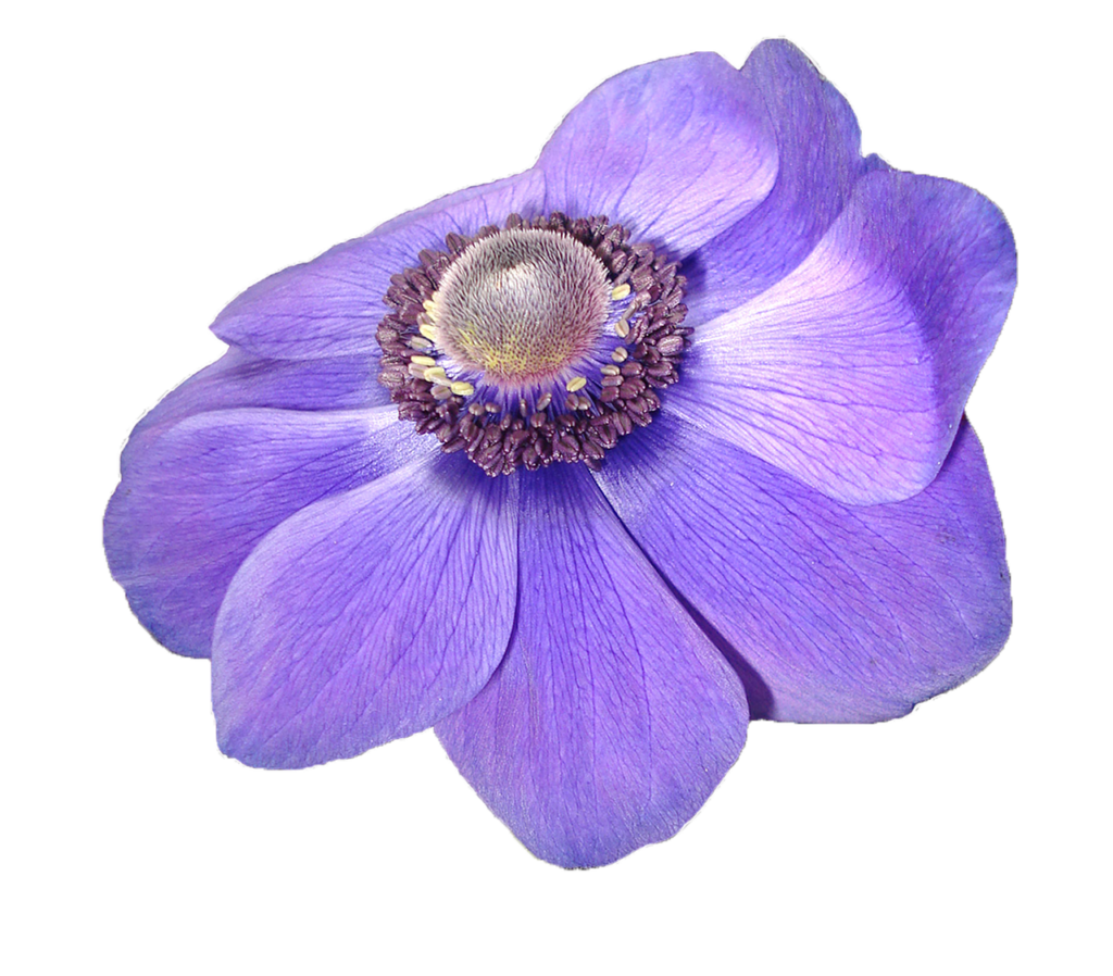 Vibrant Purple Anemone Flower Wallpaper on Transparent Background