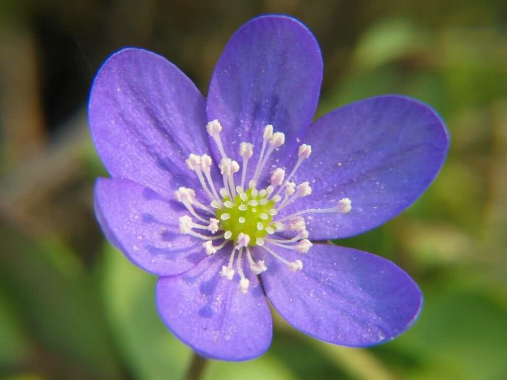 Close-Up of a Purple Anemone Flower Wallpaper with Soft Green Background