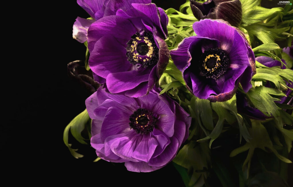 Vibrant Purple Anemone Flowers Close-Up on Dark Background Wallpaper
