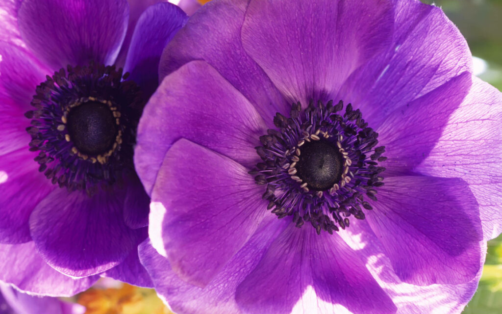 Vibrant Purple Anemone Flowers Wallpaper with Intricate Textures