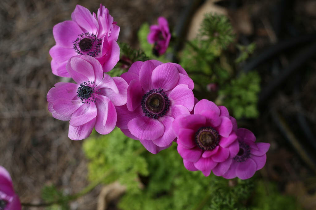 Lush Purple Anemone Flowers Wallpaper - Vibrant Petals & Soft Background