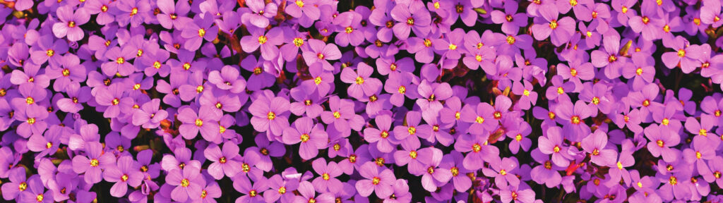 Vibrant Purple Aubrieta Flowers - Springtime Beauty Wallpaper
