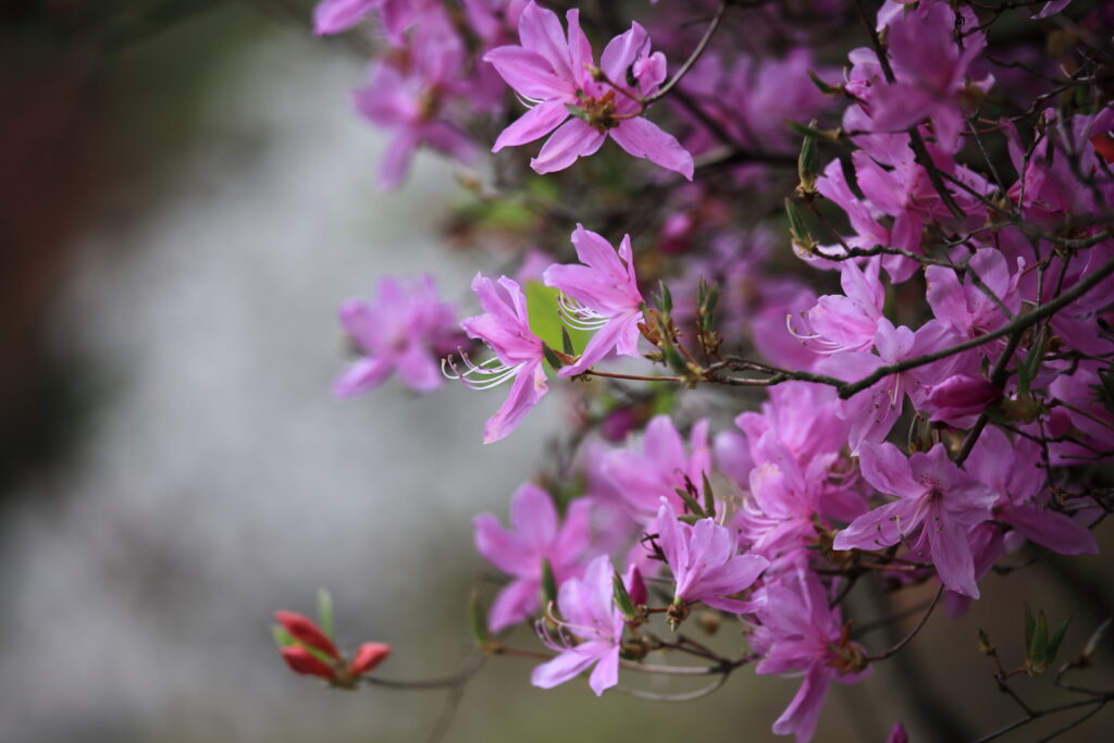 Vibrant Purple Azalea Wallpaper - Stunning Springtime Background