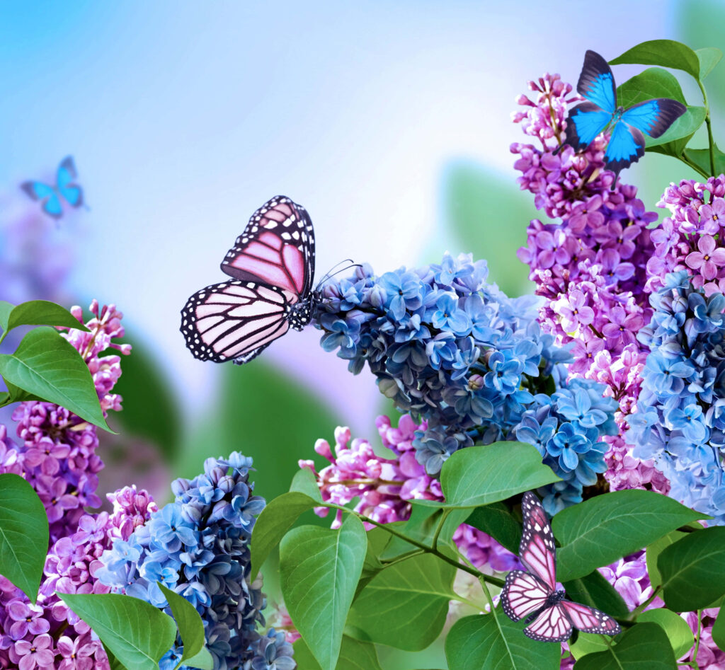 Vibrant Purple & Blue Lilac Wallpaper with Delicate Butterflies