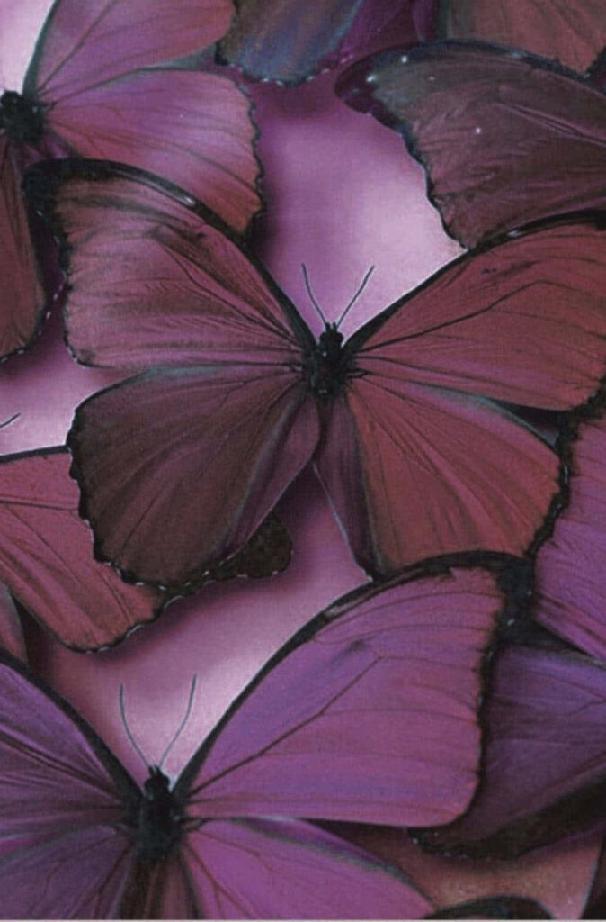 Vibrant Purple Butterflies Wallpaper: Graceful Nature Background