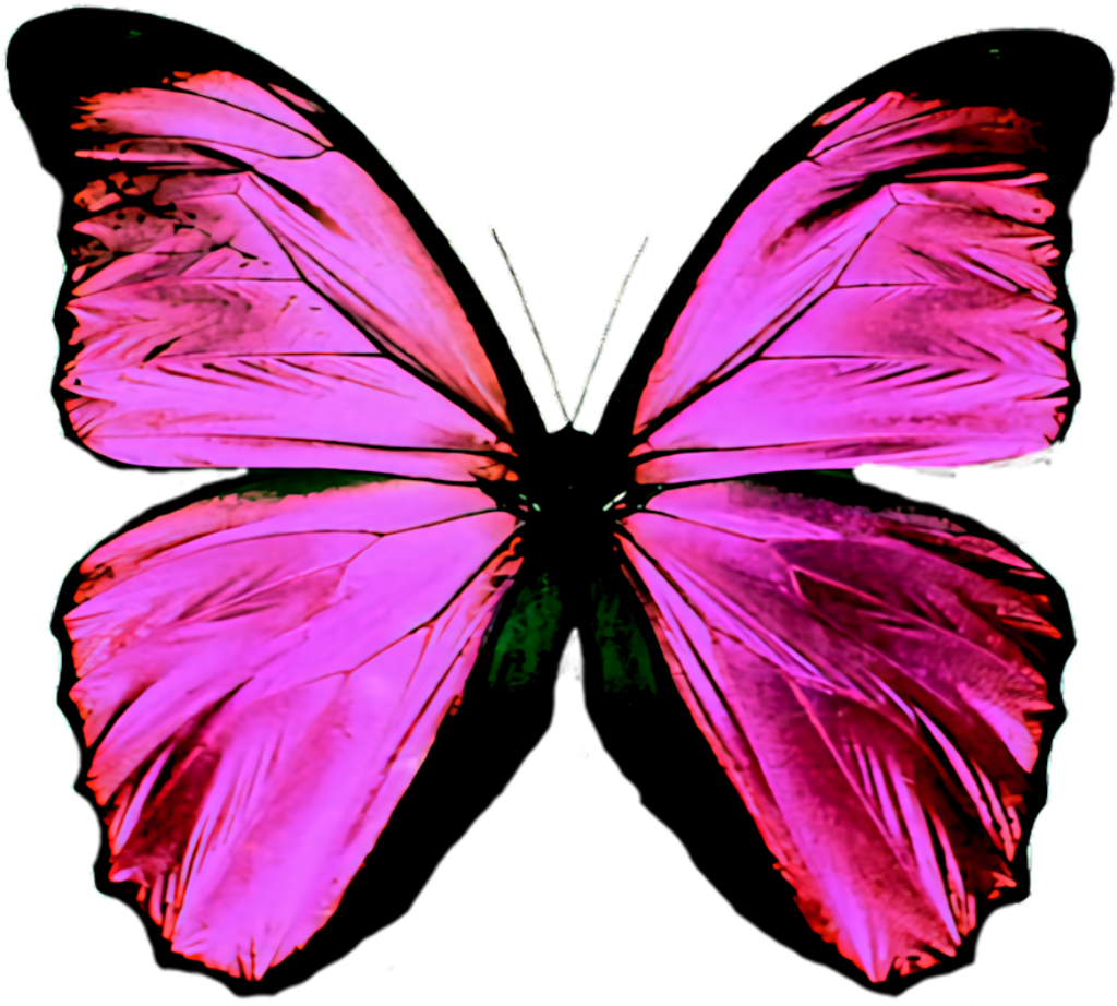 Vibrant Purple Butterfly Wallpaper with Pink and Purple Hues