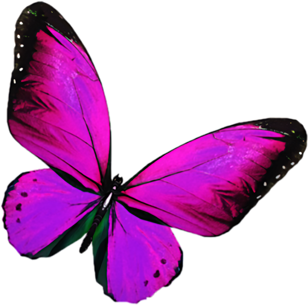 Vibrant Purple Butterfly Wallpaper: Stunning Colorful Wings