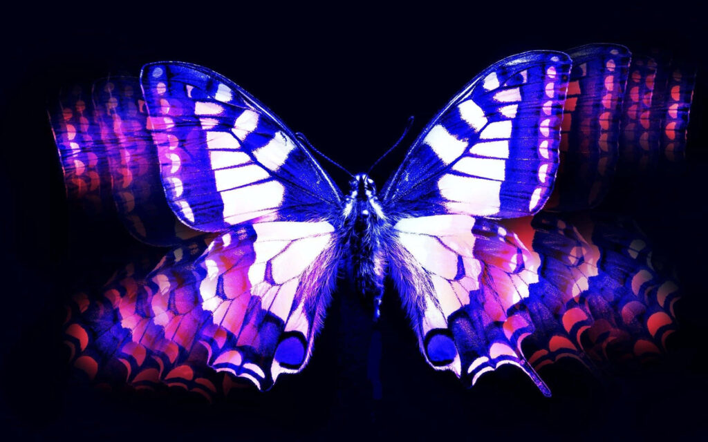 Vibrant Purple Butterfly Wallpaper on Dark Background – Captivating Design