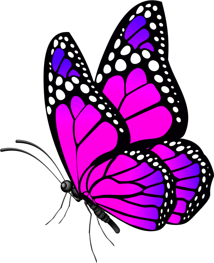Vibrant Purple Butterfly Wallpaper on Solid Black Background