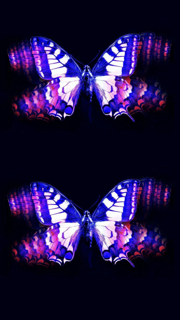 Vibrant Purple Butterfly Wallpaper: Intricate Patterns on Dark Background