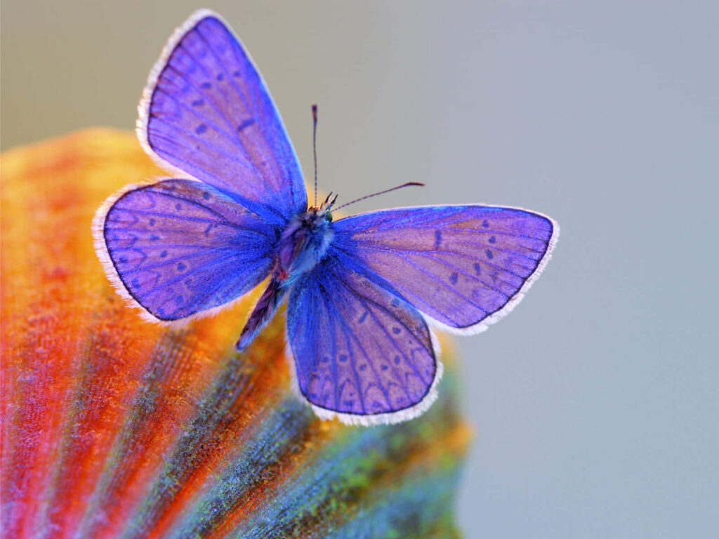 Vibrant Purple Butterfly on Colorful Surface - Intricate Wallpaper