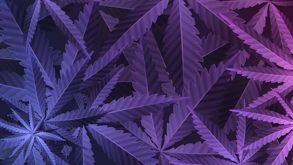 Abstract cannabis leaf wallpaper in vibrant purple and violet shades for modern botanical decor