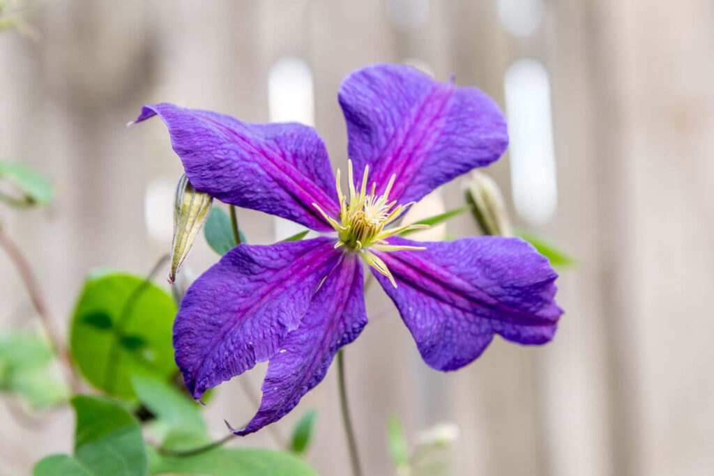Vibrant Purple Clematis Blooming Against Rustic Wooden Fence Wallpaper