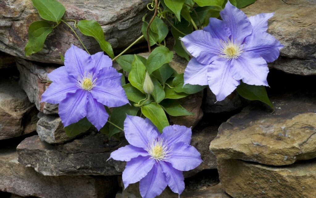 Vibrant Purple Clematis on Rustic Stone Wallpaper - 1680x1050