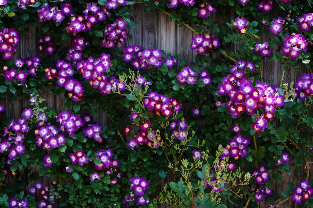 Vibrant Purple Climbing Roses on Wooden Fence - Stunning Wallpaper