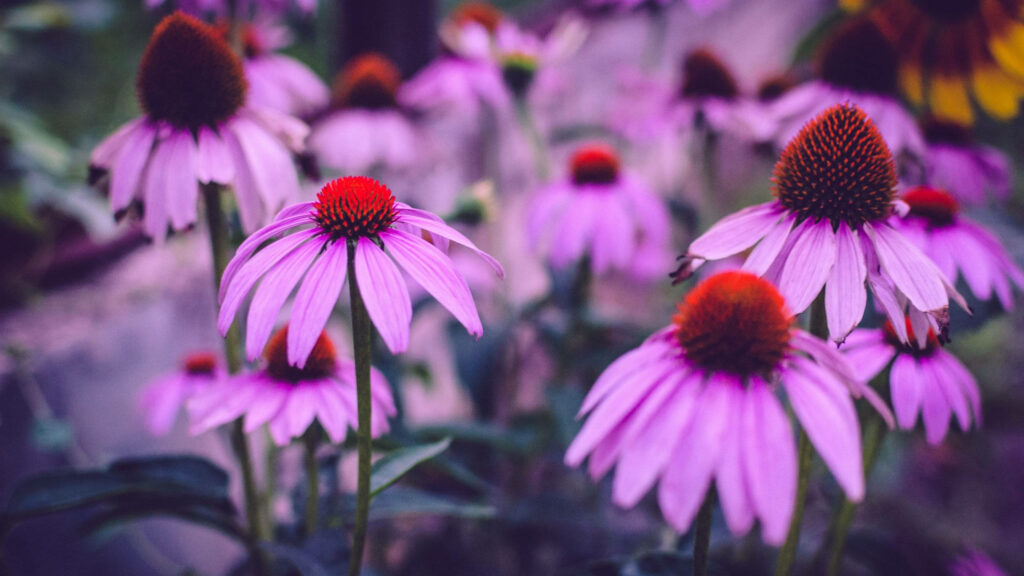 Vibrant Purple Coneflowers in Bloom - Serene Nature Wallpaper