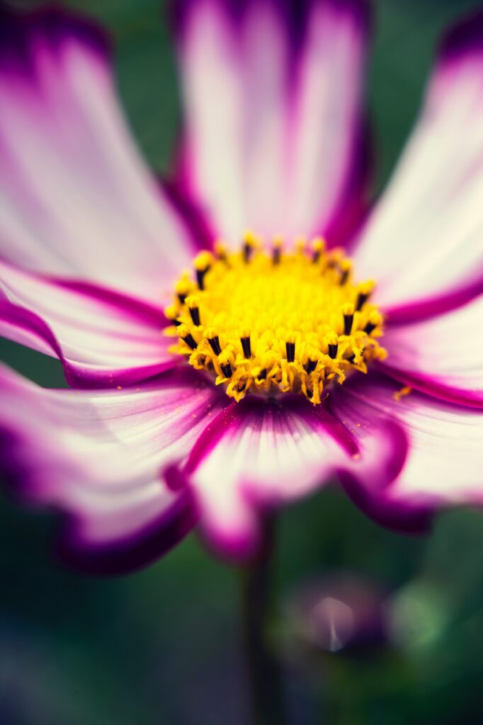 Stunning Purple Cosmos Flower Close-Up Wallpaper with Yellow Pollen