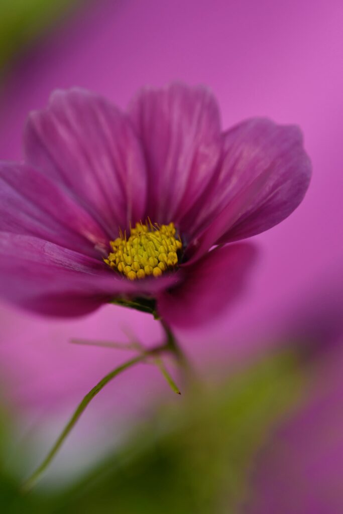 Vibrant Purple Cosmos Flower Macro Wallpaper Background