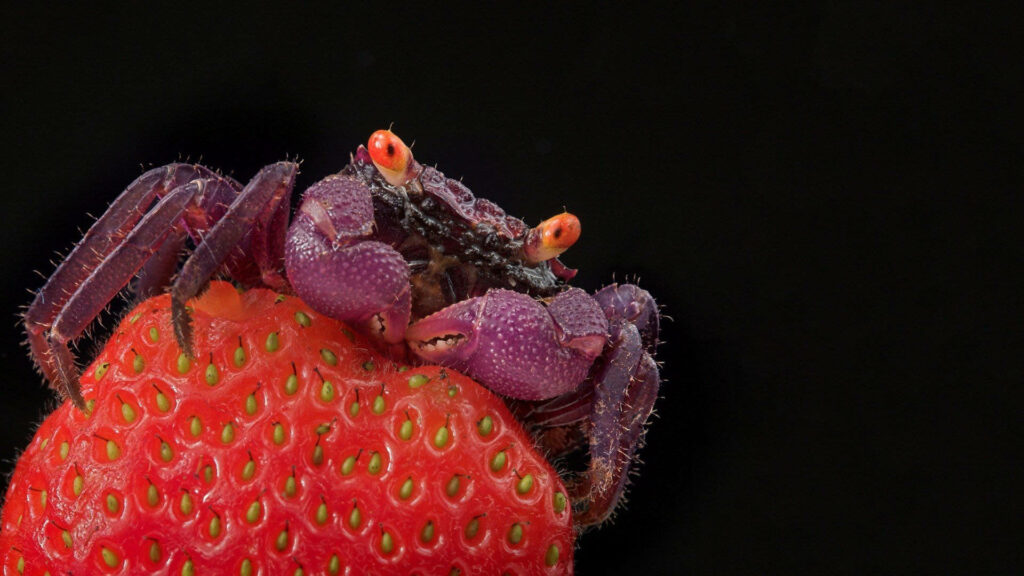 Vibrant purple crab with orange eyes on ripe red strawberry black background macro wallpaper