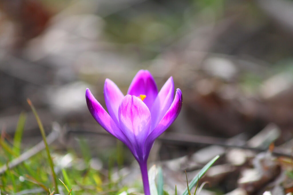 Vibrant Purple Crocus in Soft Blurred Natural Background Wallpaper